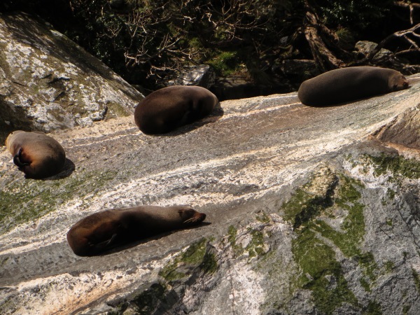Four fur seals lounge around on Seal Rock in Milford Sound's marine reserve.